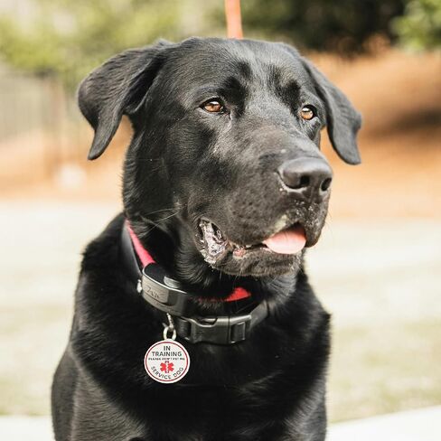 Service Dog in Training Tags for Harness, in Training Service Dog ID Tags,Double Side Engraved Protected Easily Attach to Dog Collar, Harness (Medium-1.18 inch) in Saudi Arabia
