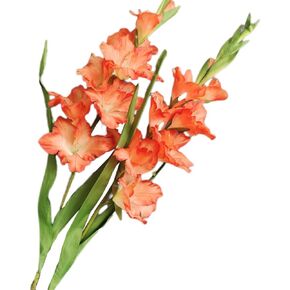 Long Stem Artificial Gladiolus Flower, Set of 2, Home/Wedding/Office Decor (Orange) in Saudi Arabia