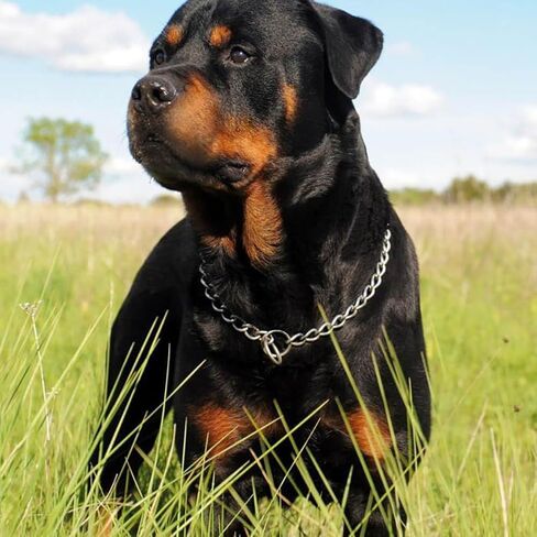 Chain Dog Choke Collar for Large Dogs,Heavy Chain Dog Metal Training Collars, Adjustable Metal Necklace Martingale Puppy Collars for XXS XS Small Medium Large Big XL Breed Dogs, Silver L in Kuwait