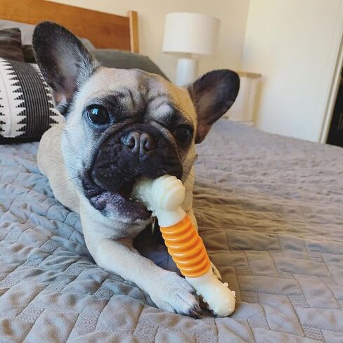 Nylabone PRO Action Dental Bone Power Chew Toy for Dogs, Dog Toys for Aggressive Chewers, Bacon Flavor, Medium - Up to 35 lbs, 1 Count in Saudi Arabia
