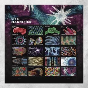 Life Magnified (Sheet of 20) Forever Postage Stamps Explores Life on Earth (Red Blood Cells, Macaw Parrot Feather, Human Hair, Moss Leaves, Arranged diatoms, Acorn Barnacle) 2023 Scott #5802