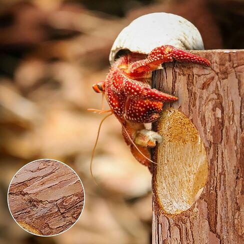 ألعاب تسلق السلطعون الناسك، مخبأ السلطعون الناسك، ديكور تسلق الزواحف لموطن السلطعون الناسك الصغير أو المتوسط ​​(شجرة مجوفة للسلطعون الناسك) in Kuwait