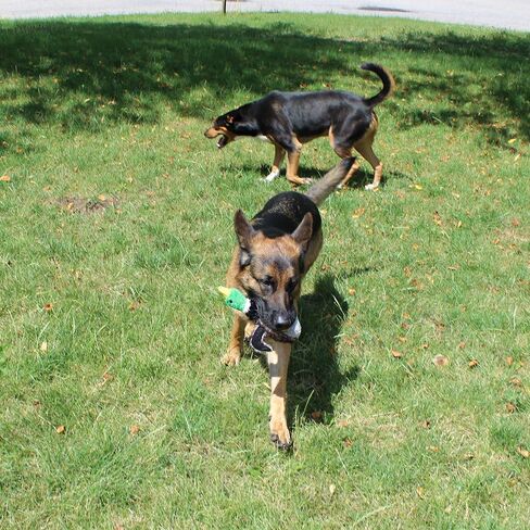 Jalousie Extra-Large Dog Squeaky Toy Interactive Rope Plush Toy for Small Medium Large Breeds Durable Dog Chew Toy (Fox2) in Kuwait