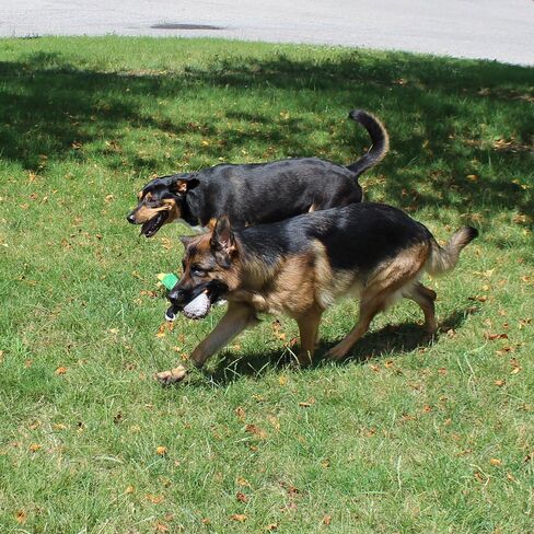 Jalousie Extra-Large Dog Squeaky Toy Interactive Rope Plush Toy for Small Medium Large Breeds Durable Dog Chew Toy (Fox2) in Kuwait