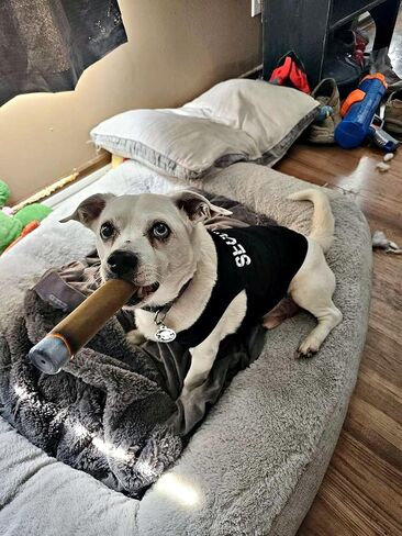Cigarettes & Cigar Squeaky Dog Toys Set, 3 Pcs Latex Interactive Funny Weed Cigar Imitation Dog Chew Toys for Teething Puppy, Small and Medium Breeds in Saudi Arabia
