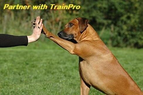 Replacement ¾" Collar Strap Bands with Double Buckle Loop Training for All Brands of Pet Shock Bark e Collars and Fences. in Saudi Arabia