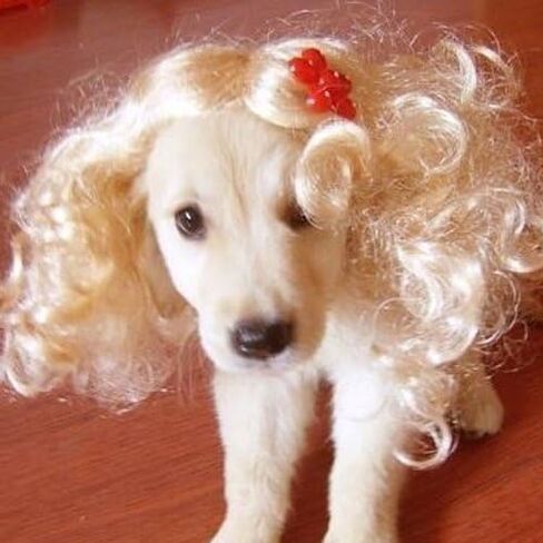 Tangpan Dog Wig Pet High Temperture Wire Wig Color Blue Short in Saudi Arabia