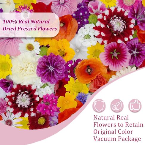 Eshow 40pcs راتنجات الزهور المجففة ، الزهور الجافة لإكسسوارات الراتنج مع ملاقط ، زهرة مجففة لحرف الفن السكر "DIY" ، قوالب مجوهرات الراتنجات الإيبوكسي ، شمعة ، ديكور الأظافر in Kuwait