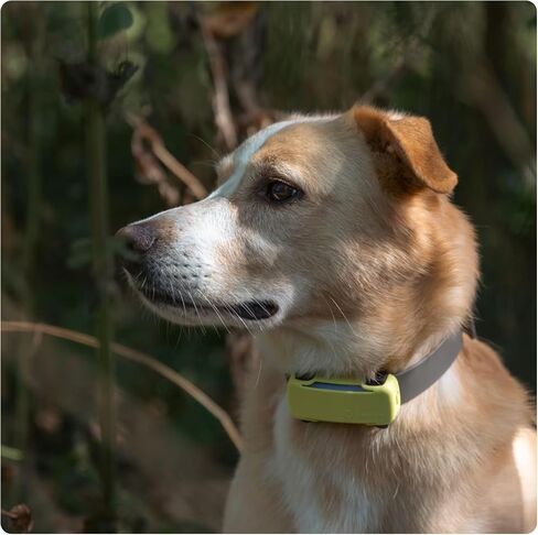 Tractive GPS Dog 6 Tracker Cover - Olive in Saudi Arabia