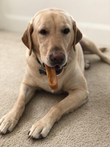 يعامل كلب Milk-Bone Original Dog عظم حليب الهيمالايا الياك للمضغ العدواني - 2 رطل. in Saudi Arabia