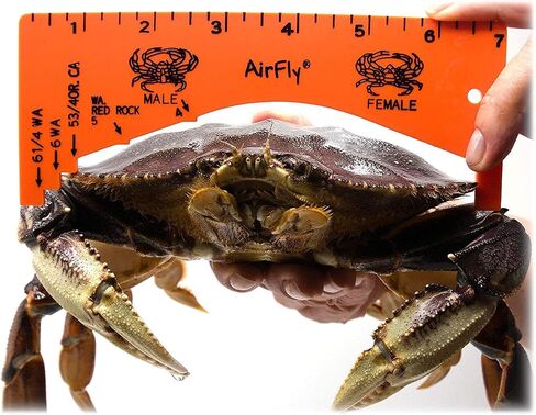 AirFly Aluminum Lobster and Blue Crab Gauge for California, Maine, MA, NH, RI, CT, MP, AL, FL, GA, MD, VA, NC, SC, LA, TX, Canada, 5", 3 1/4". Designed in San Francisco, USA in Saudi Arabia