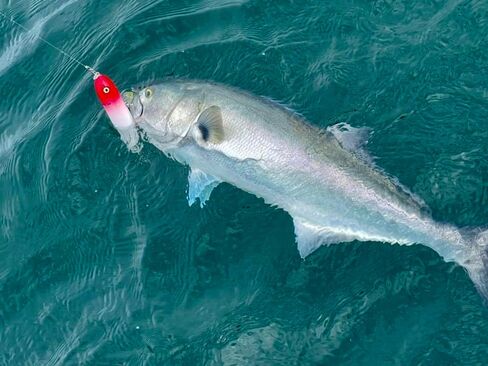PBFish Topwater Spook Fishing Lure for Big Striped Bass 6.5 Inches Loud Rattle Walk The Dog Action Cast Far Floating Strong Hooks and Split Rings in Saudi Arabia