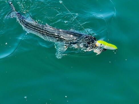 PBFish Topwater Spook Fishing Lure for Big Striped Bass 6.5 Inches Loud Rattle Walk The Dog Action Cast Far Floating Strong Hooks and Split Rings in Saudi Arabia