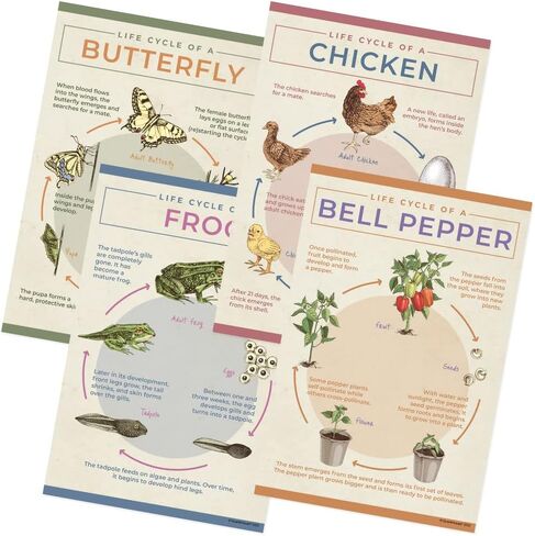 Quarterhouse Animal Groups Poster Set, Science Classroom Learning Materials for K-12 Students and Teachers, Set of 7, 12x18, Extra Durable in Kuwait