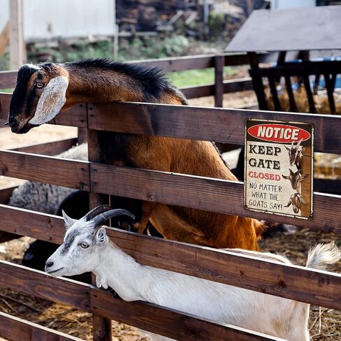 Funny Goats Metal Sign - Live Like Someone Left The Gate Open, Perfect Wall Decor and Gift for Goat Lovers, Farmer Rust Free 9" X 11", Pre-Drilled Holes, Weather Resistant in Kuwait