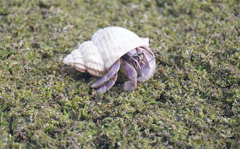 3.5oz Hermit Crabs Substrate, Ideal for Hermit Crab Supplies for Tank Habitat in Saudi Arabia
