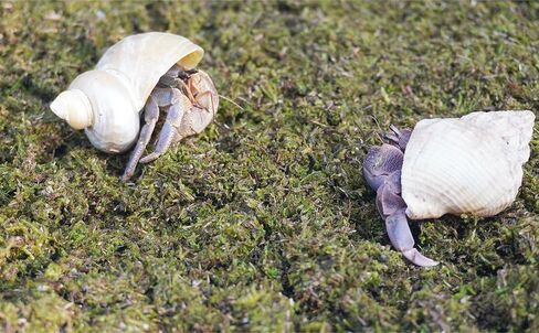 3.5oz Hermit Crabs Substrate, Ideal for Hermit Crab Supplies for Tank Habitat in Saudi Arabia