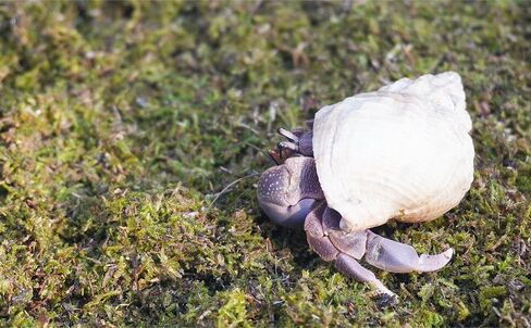 3.5oz Hermit Crabs Substrate, Ideal for Hermit Crab Supplies for Tank Habitat in Saudi Arabia
