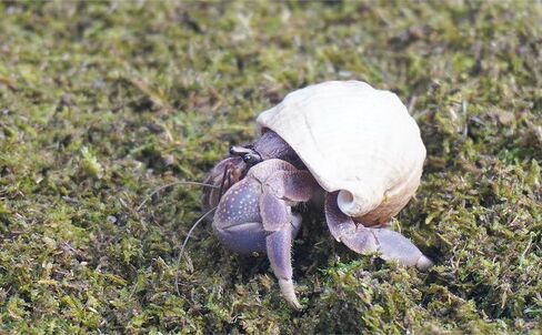 3.5oz Hermit Crabs Substrate, Ideal for Hermit Crab Supplies for Tank Habitat in Saudi Arabia