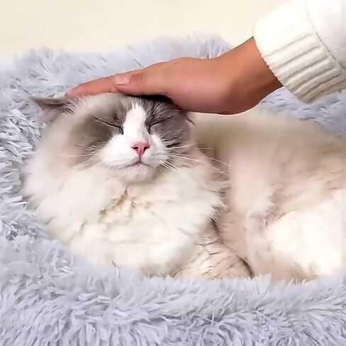 Cat Beds for Indoor Cat Dog Bed Dog Donut Bed Small Pet Bed Dog Calming Bed Warm Puppy Bed Cat Beds Baby Kitten Bed Fluffy Donut Bed Up to 7 Lbs Small Pet in Saudi Arabia