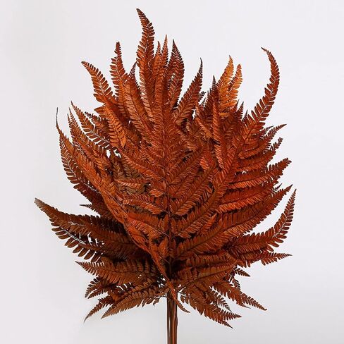 Preserved Real Ferns Dried Fern Tips Stems Wedding Garlands Home Decorations Bouquets Flower Arrangements Wall Hanging Dried (White)(10 Stems) in Kuwait