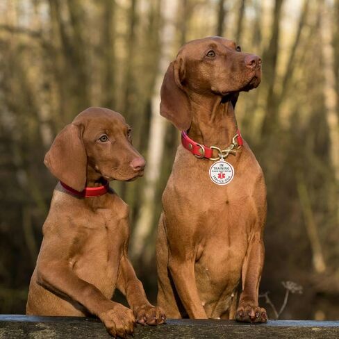 Service Dog in Training Patch 2 Pcs, Servcie Dog ID Tag Removable to Collar, Harness (Small-1.18 x 4.33 inch) in Saudi Arabia
