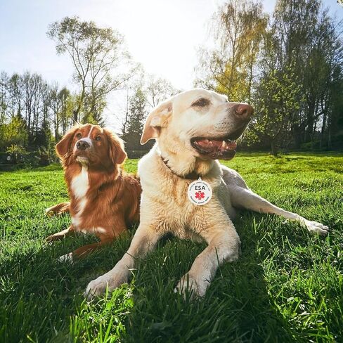 لا تقم بعلامة الكلب معرف خدمة PET للخدمة لخطاف وحلقة بقع أو تسخير أو طوق (صغير- 0.98 بوصة) in Kuwait