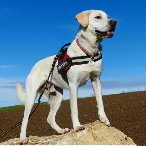 لا تقم بتصحيح Pet 2 PCS معرف خدمة الكلب التي تعلق بسهولة على ذوي الياقات البيضاء ، وتسخير (متوسطة 1.50 × 5.12) in Kuwait