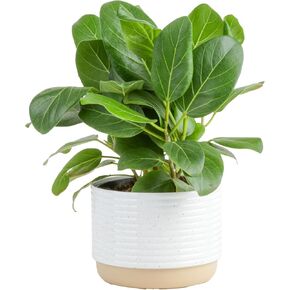 Costa Farms Ficus Live Plants (حزمة من 6) ، سهلة النمو من أشكال المنازل الداخلية الحية ، مجموعة اختيار المزارع ، محفوظة بوعاء في أواني مصنع الديكور ، التربة الوطنية ، هدية المنزل ، المنزل والمنزل والغرفة in Kuwait