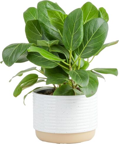 Costa Farms Ficus Live Plants (Pack of 6), Easy to Grow Live Indoor Houseplants, Grower's Choice Collection, Potted in Minimal Decor Plant Pots, Potting Soil, Housewarming Gift, Home and Room Decor in Saudi Arabia
