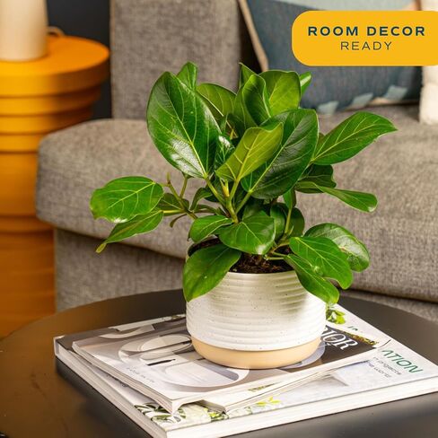 Costa Farms Ficus Live Plants (Pack of 6), Easy to Grow Live Indoor Houseplants, Grower's Choice Collection, Potted in Minimal Decor Plant Pots, Potting Soil, Housewarming Gift, Home and Room Decor in Saudi Arabia