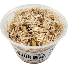Josh's Frogs Waxworms (50 عدد) in Kuwait