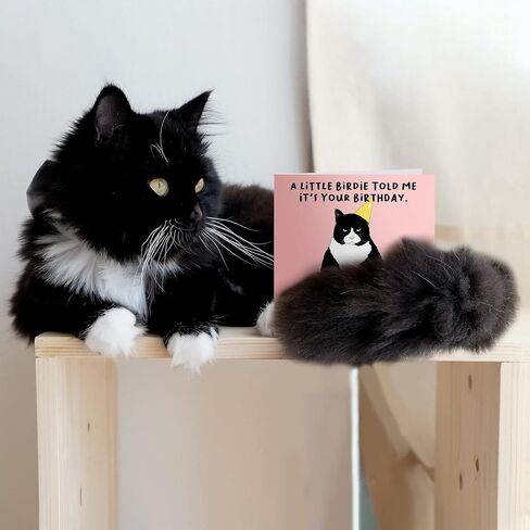 CENTRAL 23 Pop Up Birthday Cards For Women & Men - 3D Pop Up Cards for Cat Lovers - Funny Cat Birthday Card for Mom Dad Daughter Son Sister Brother in Saudi Arabia