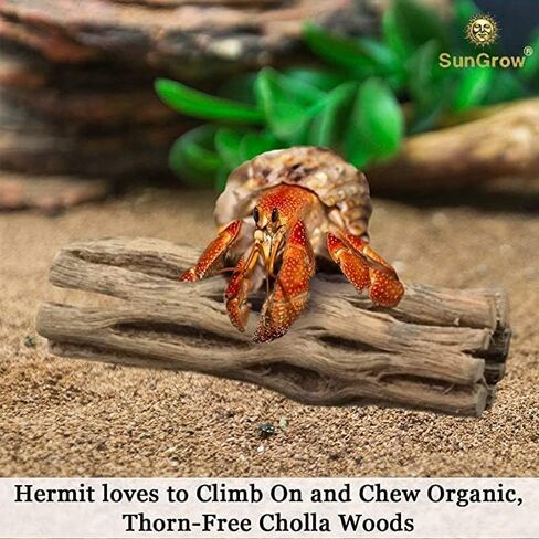 SunGrow Cholla Wood, 5" Climbing Logs, Chew Toy, Aquarium Fish, Snail, and Shrimp Driftwood, Tropical Freshwater Fish Décor, Adds Raw Beauty, 3 Pack in Saudi Arabia