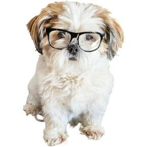 G006 Dog Pet 80s Costume Sunglasses Prop Photoshoot Medium Breeds 20-40 lbs (Black-Clear Lens) in Kuwait