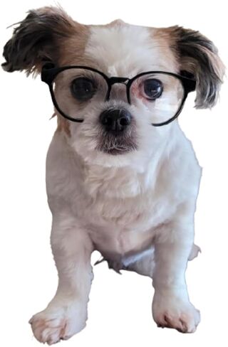 G006 Dog Pet 80s Costume Sunglasses Prophoot Photoshote Medium Breeds 20-40 LBS (عدسة سوداء متوسطة) in Kuwait