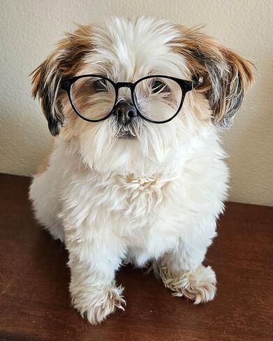 G006 Dog Pet 80s Costume Sunglasses Prophoot Photoshote Medium Breeds 20-40 LBS (عدسة سوداء متوسطة) in Kuwait