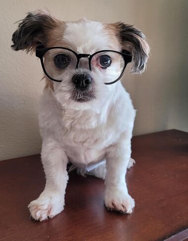 G006 Dog Pet 80s Costume Sunglasses Prophoot Photoshote Medium Breeds 20-40 LBS (عدسة سوداء متوسطة) in Kuwait