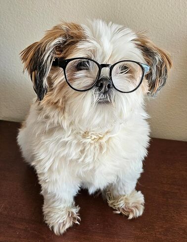 G006 Dog Pet 80s Costume Sunglasses Prophoot Photoshote Medium Breeds 20-40 LBS (عدسة سوداء متوسطة) in Kuwait