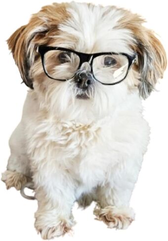 G006 Dog Pet 80s Costume Sunglasses Prop Photoshoot Medium Breeds 20-40 lbs (Black-Clear Lens) in Kuwait