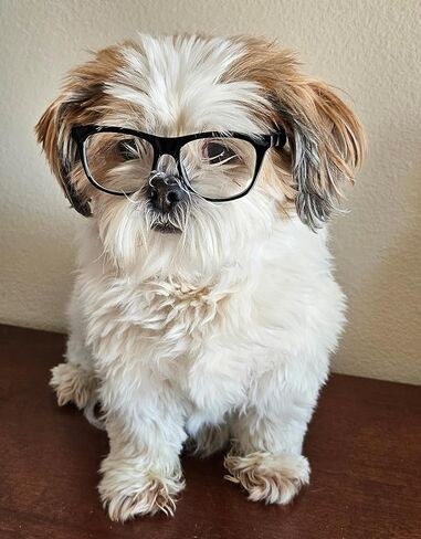 G006 Dog Pet 80s Costume Sunglasses Prop Photoshoot Medium Breeds 20-40 lbs (Black-Clear Lens) in Kuwait