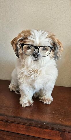 G006 Dog Pet 80s Costume Sunglasses Prop Photoshoot Medium Breeds 20-40 lbs (Black-Clear Lens) in Kuwait