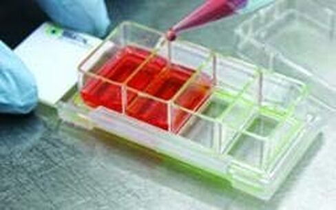 SPL Cell Culture Ramber ، واضحة ، 4 آبار ، إطار PS ، شريحة زجاجية ، حامل PP ، 0.5 ~ 1.3 مل ، معقمة ، حالة 12 // 2 حزمة 6 in Saudi Arabia