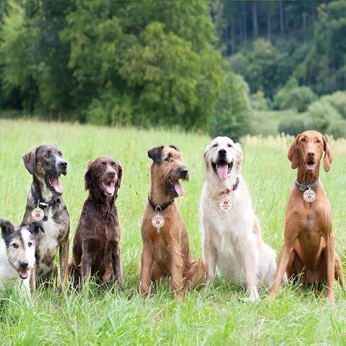 Do Not Pet Service Dog ID Tag, Double Side Engraved Medical Alert Symbol Easily Attach to Collar, Harness (Small-0.98 inch) in Kuwait