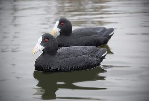 Higdon Outdoors أفخاخ Coot القياسية، مملوءة بالرغوة in Saudi Arabia