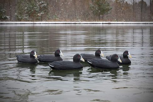 Higdon Outdoors أفخاخ Coot القياسية، مملوءة بالرغوة in Saudi Arabia