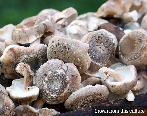 Mushroom Liquid Culture - Shiitake 3782 (Lentinula edodes) in Saudi Arabia