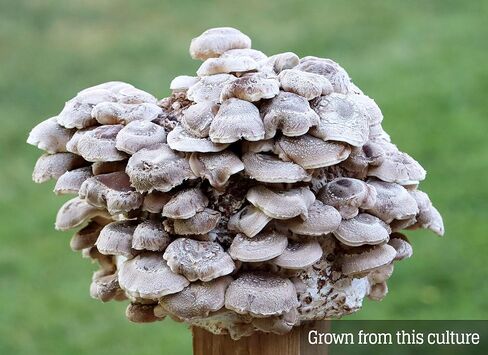 Mushroom Liquid Culture - Shiitake 3782 (Lentinula edodes) in Saudi Arabia