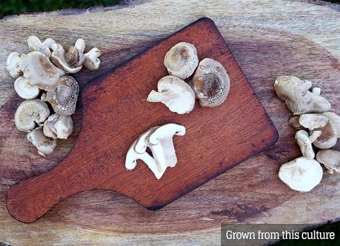 Mushroom Liquid Culture - Shiitake 3782 (Lentinula edodes) in Saudi Arabia