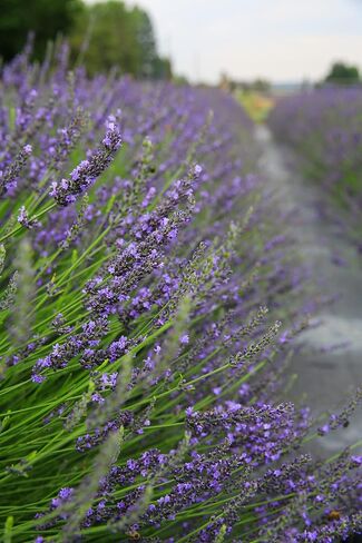 Hydrosol - Pure Organic Lavender Floral Water Hydrosol, Facial Toner, Aromatherapy, Skincare Set, Body Mist, Room & Linen Spray - Made in USA - 1 Gallon in Kuwait